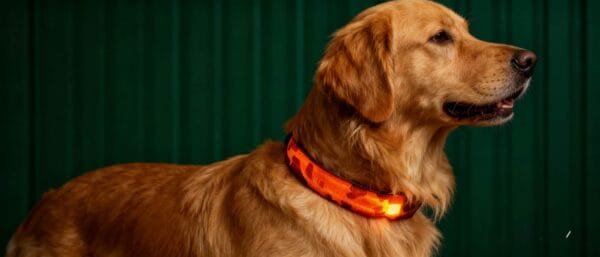 Camouflage Luminous Dog Collar on a German Shepherd at night