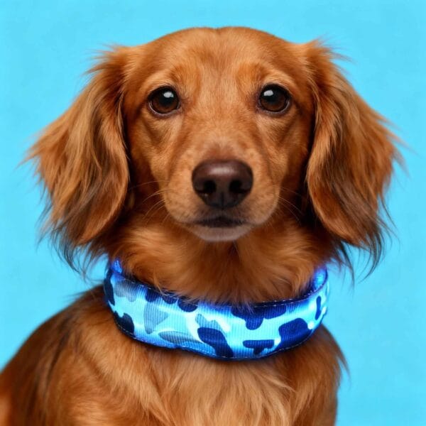 Camouflage Luminous Dog Collar on a German Shepherd at night