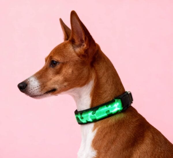 Camouflage Luminous Dog Collar on a German Shepherd at night