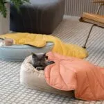 Dog Blanket