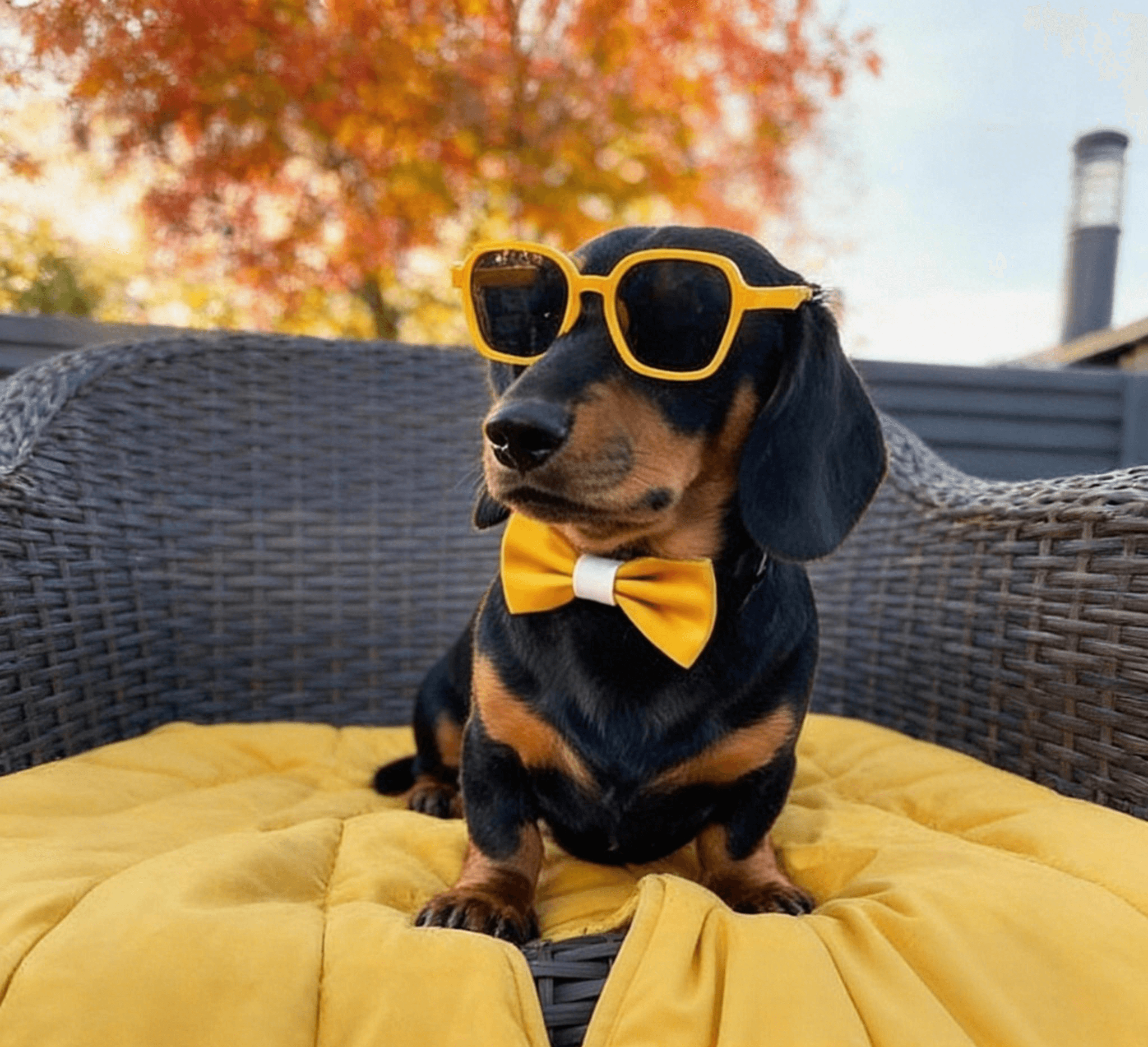 jimeng-2026-01-06-1052-更改蝴蝶結款式樣式